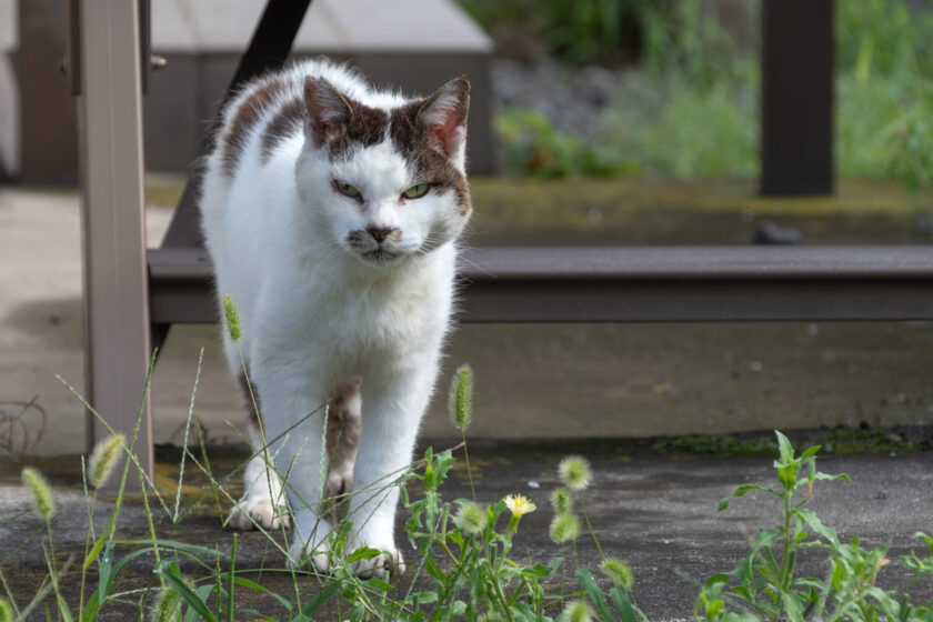 昭島市の猫