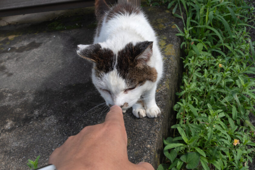 昭島市の猫