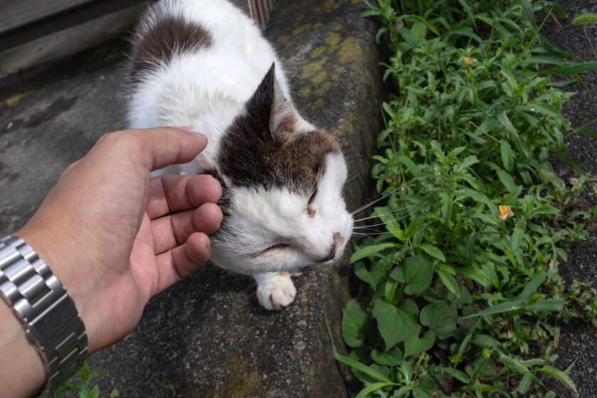 昭島市の猫