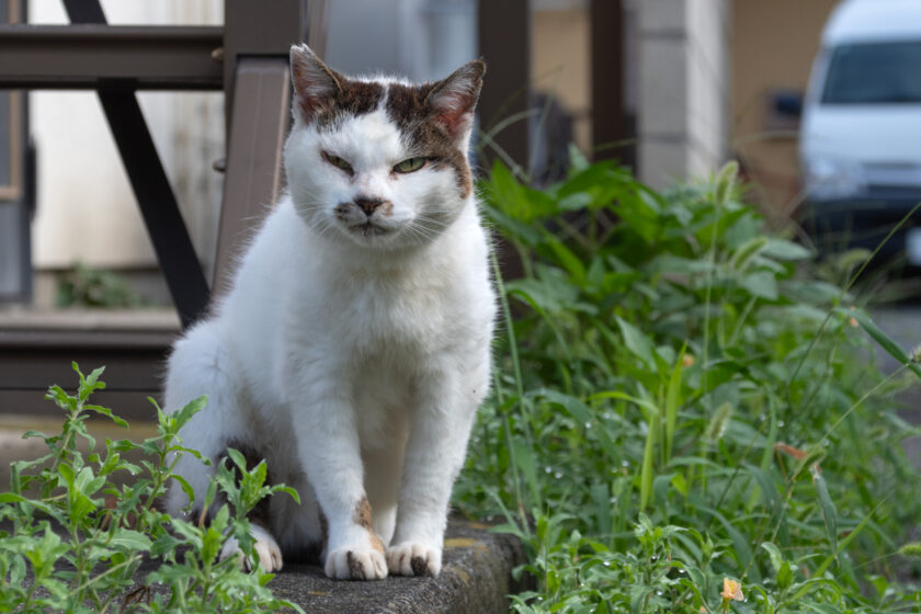 昭島市の猫