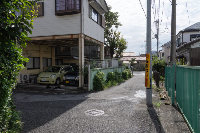 昭島市の猫