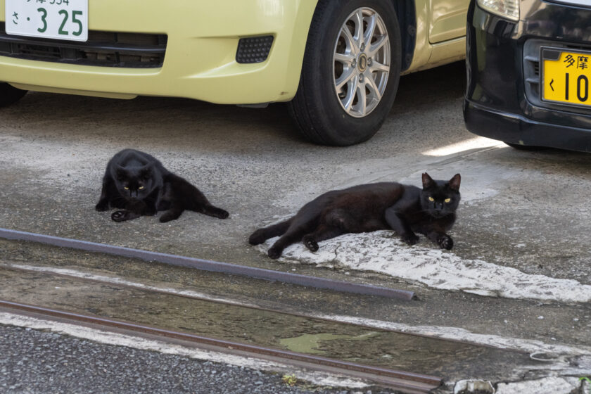 昭島市の猫