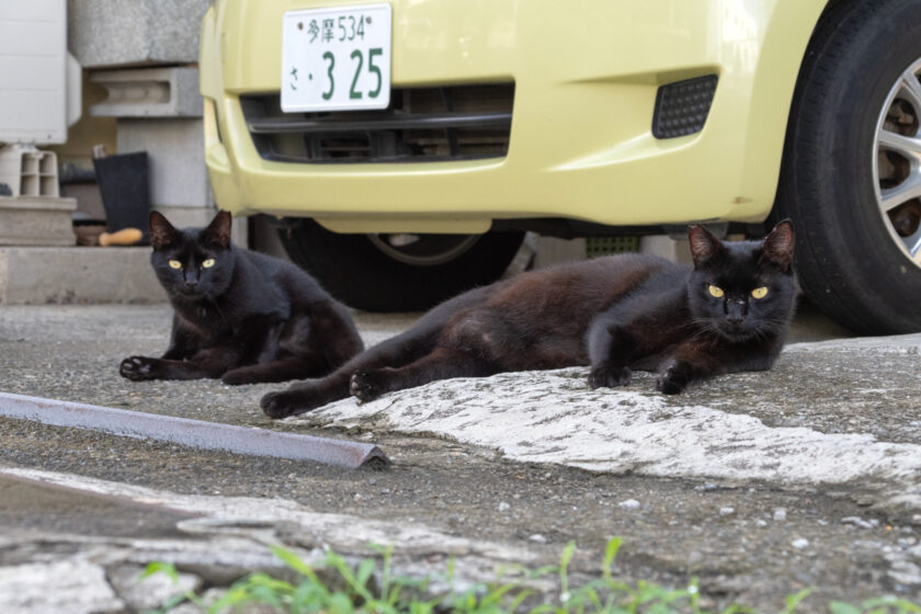 昭島市の猫