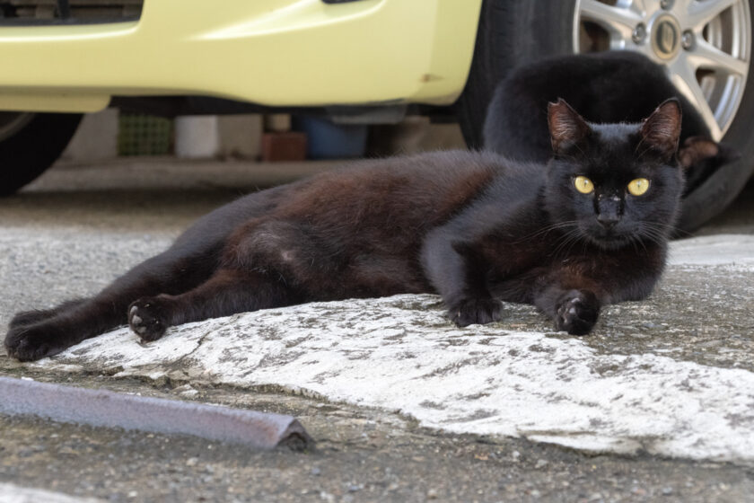 昭島市の猫