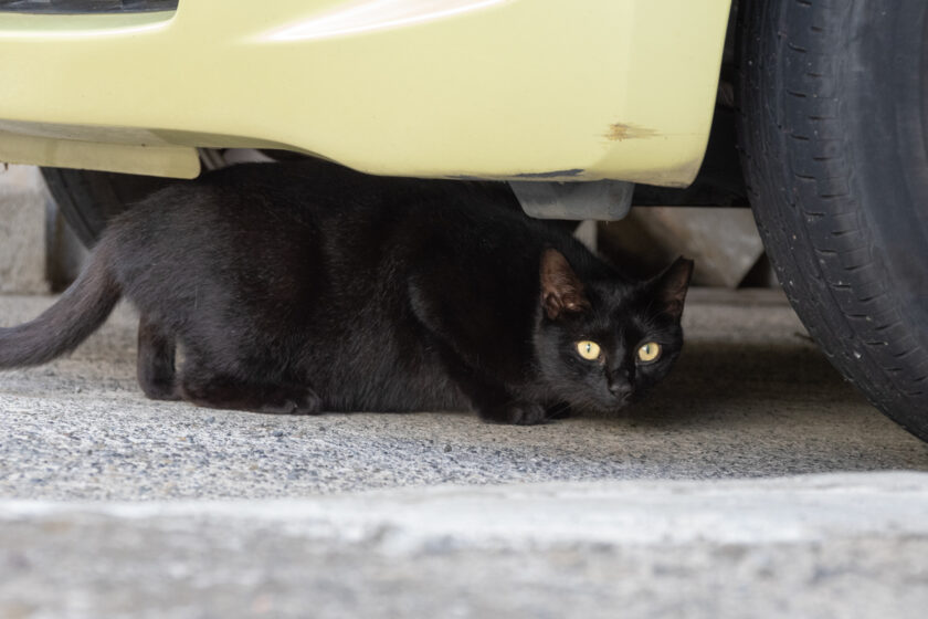 昭島市の猫