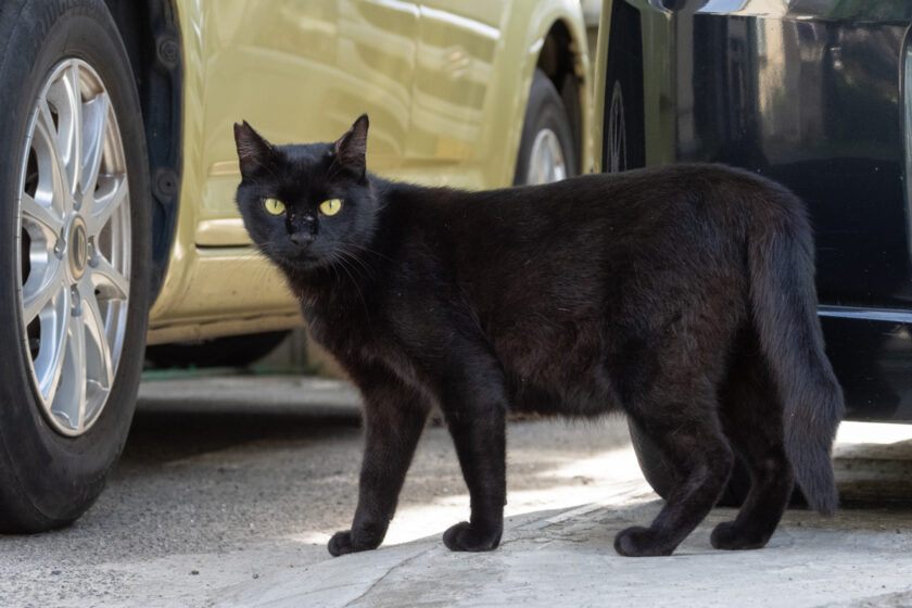 昭島市の猫