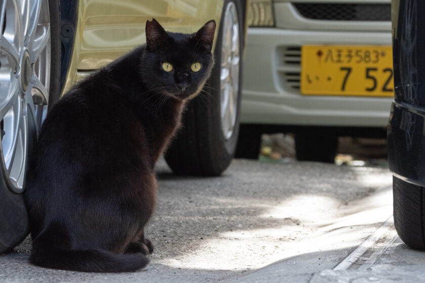 昭島市の猫