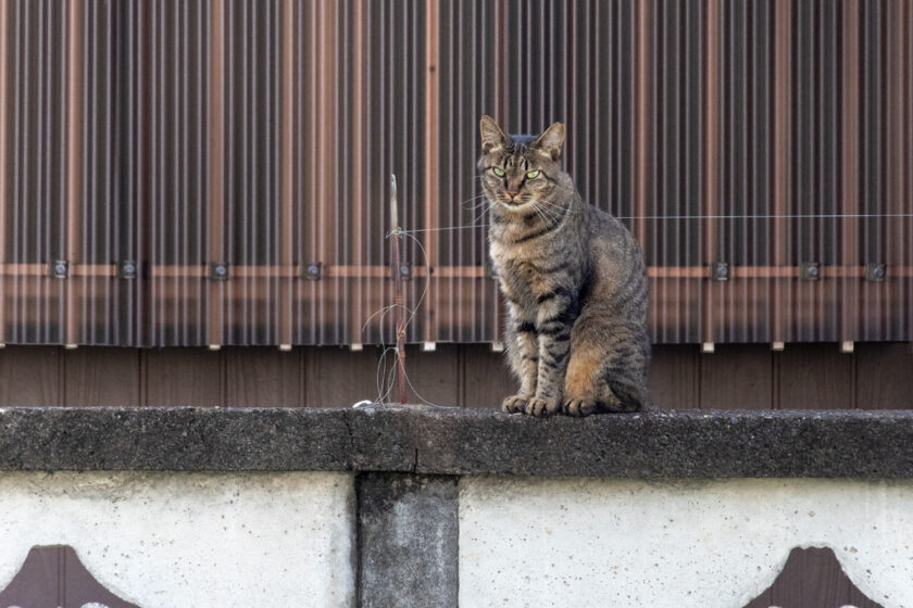 昭島市の猫