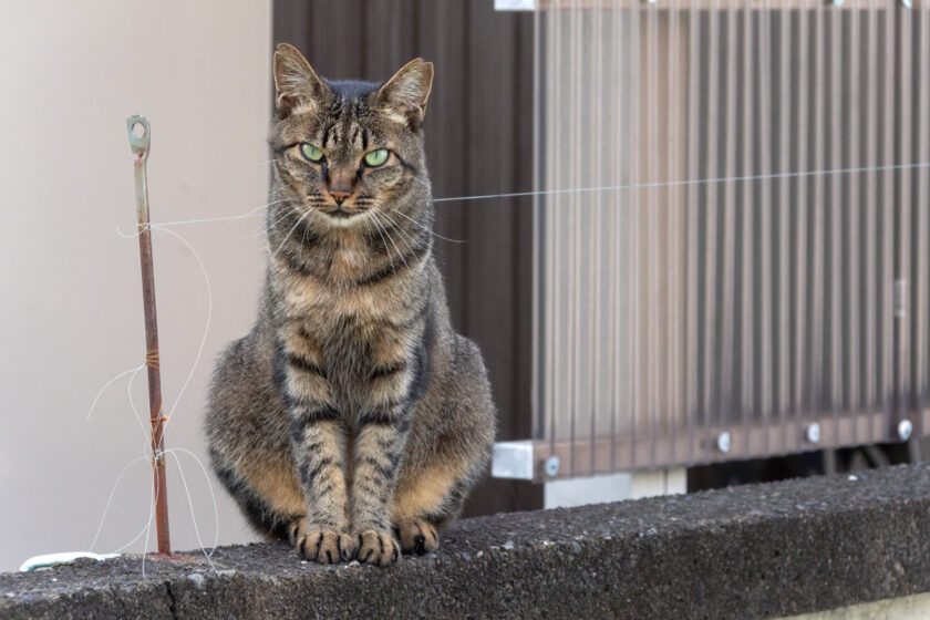 昭島市の猫