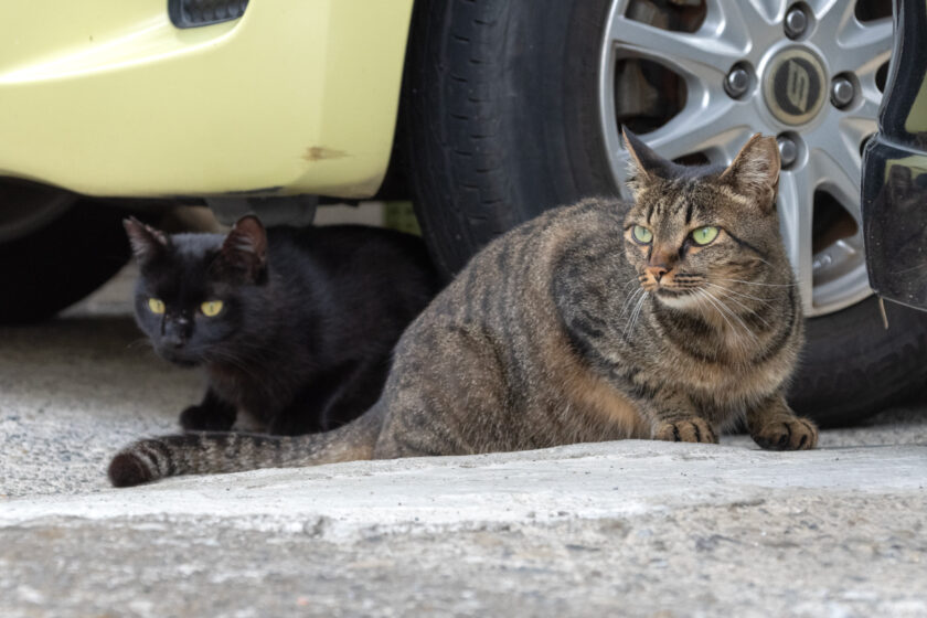 昭島市の猫