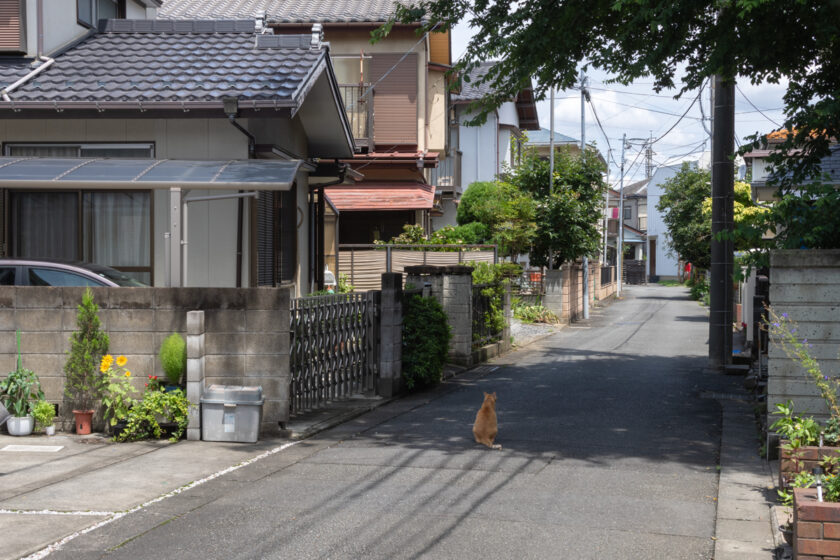 府中市の猫