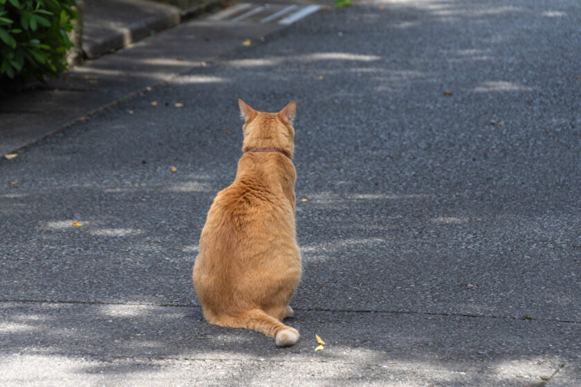 府中市の猫