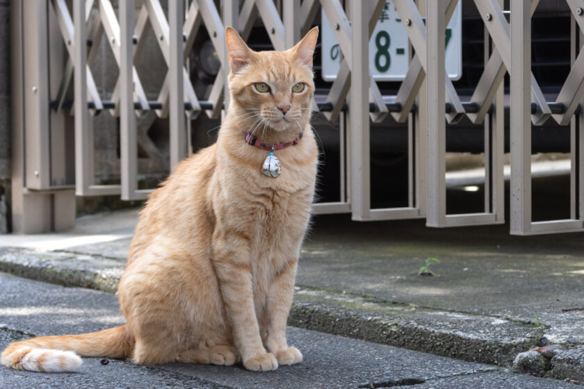 府中市の猫