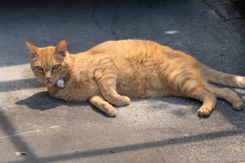 府中市の猫