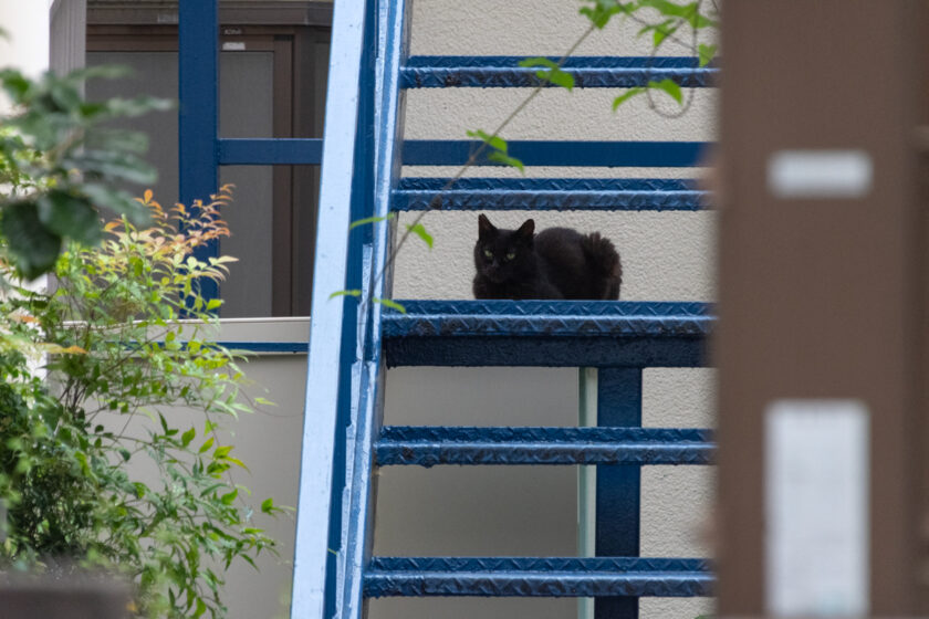 新宿区の猫