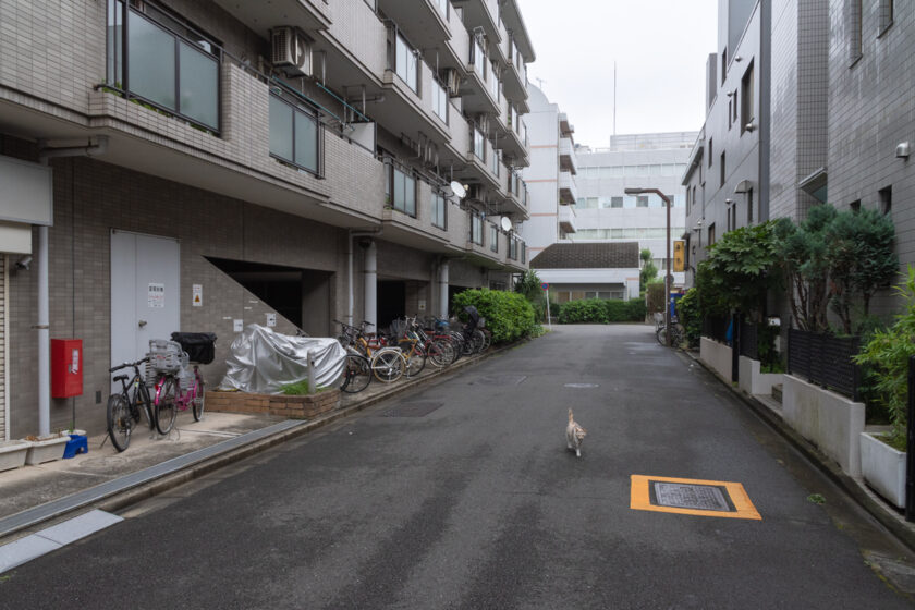 新宿区の猫