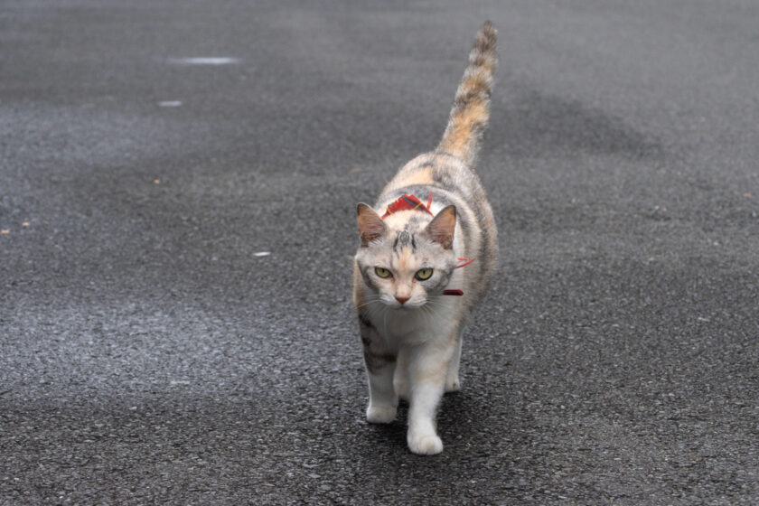 新宿区の猫