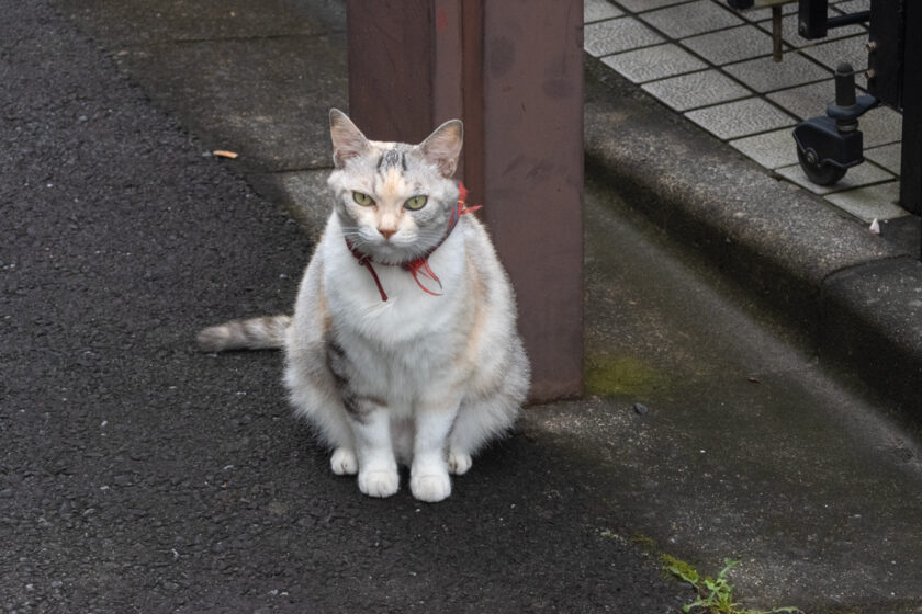 新宿区の猫