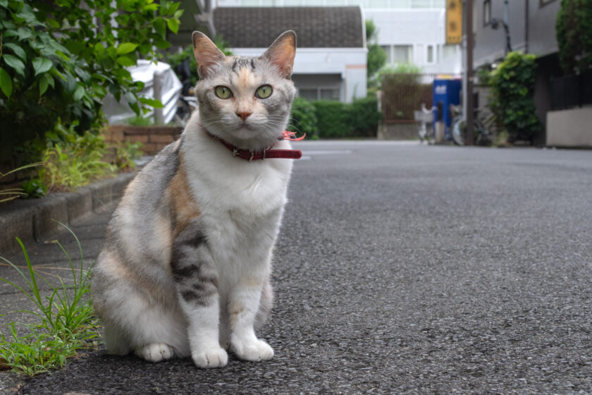 新宿区の猫