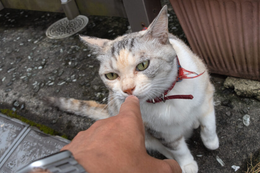 新宿区の猫