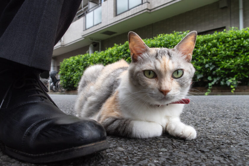 新宿区の猫