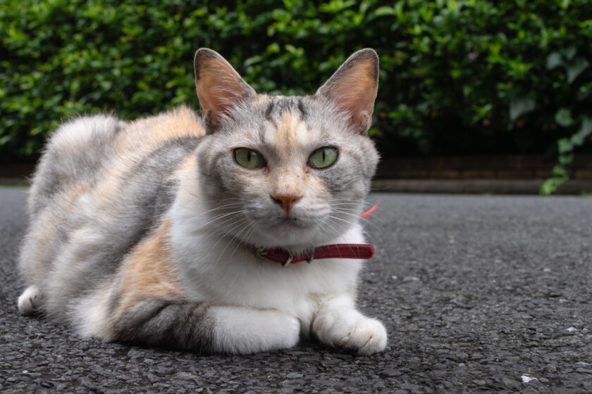 新宿区の猫