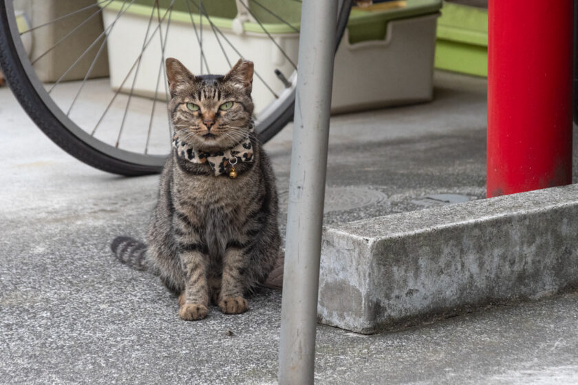 新宿区の猫