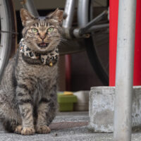 新宿区の猫