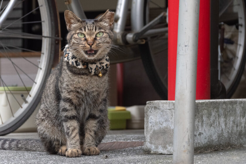 新宿区の猫