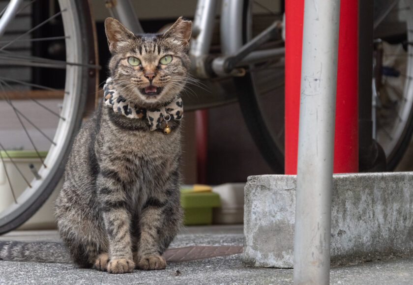 新宿区の猫