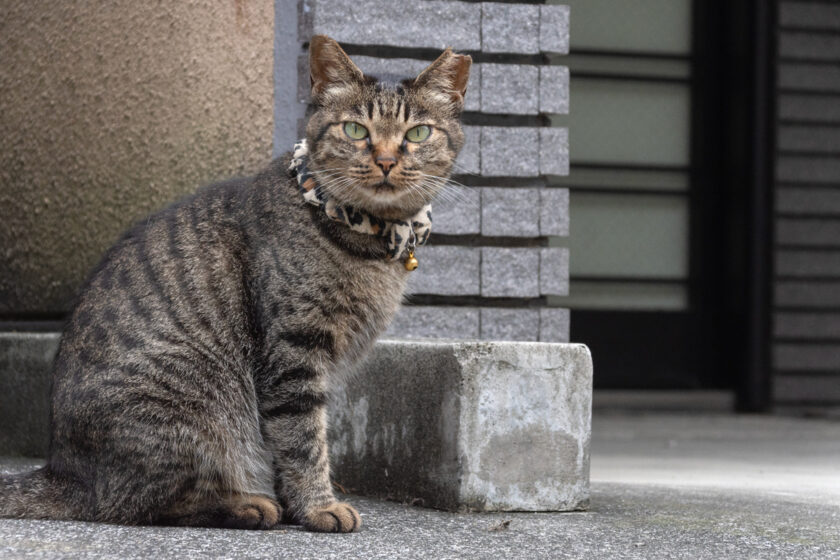 新宿区の猫