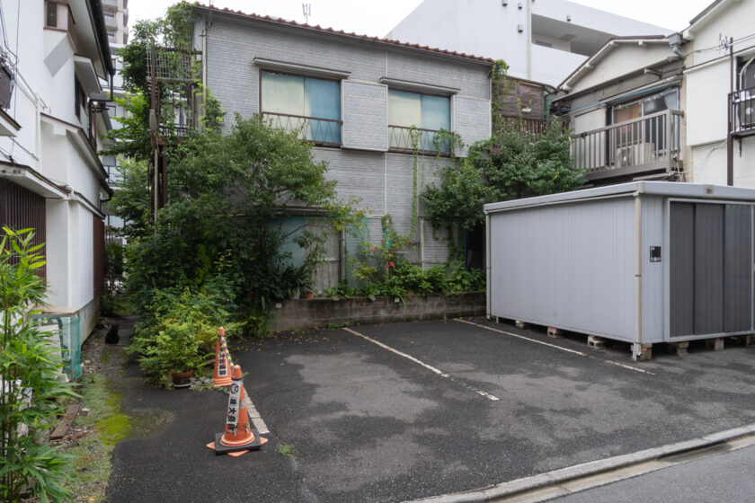 新宿区の猫