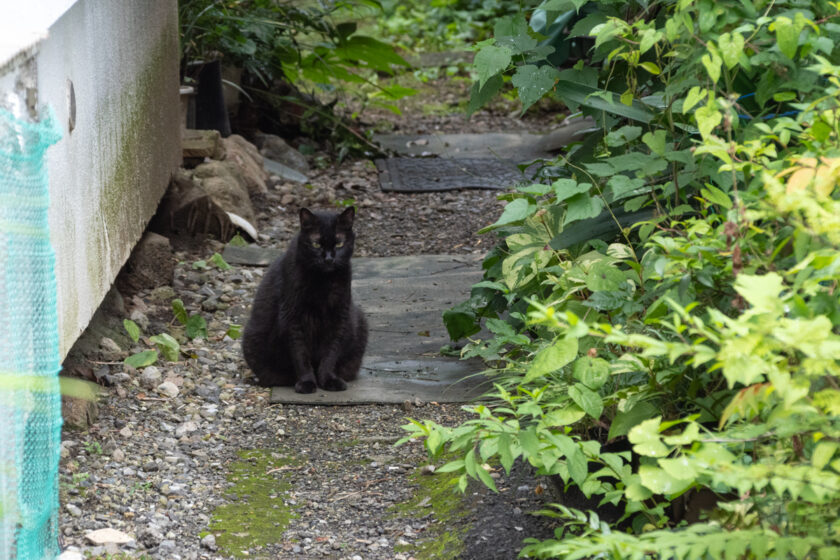 新宿区の猫