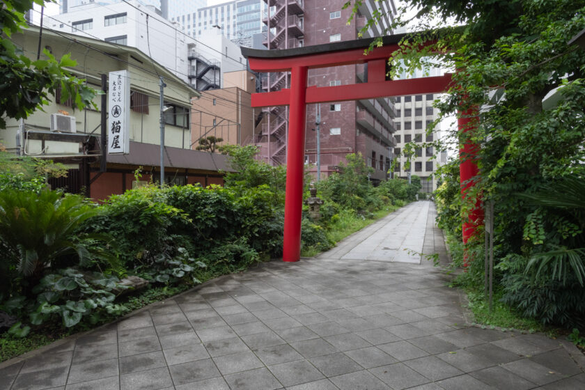 新宿区の猫