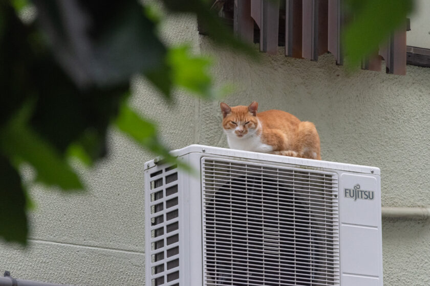 新宿区の猫