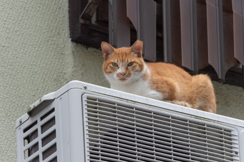 新宿区の猫