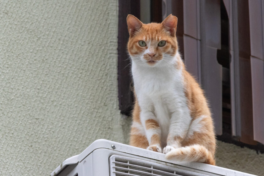 新宿区の猫