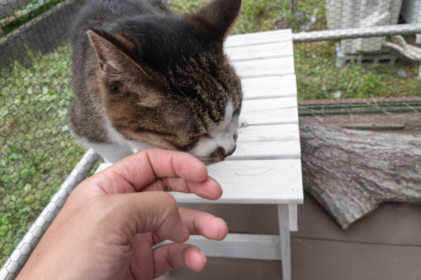 府中市の猫