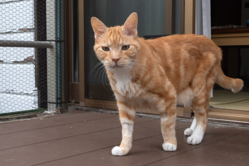 府中市の猫