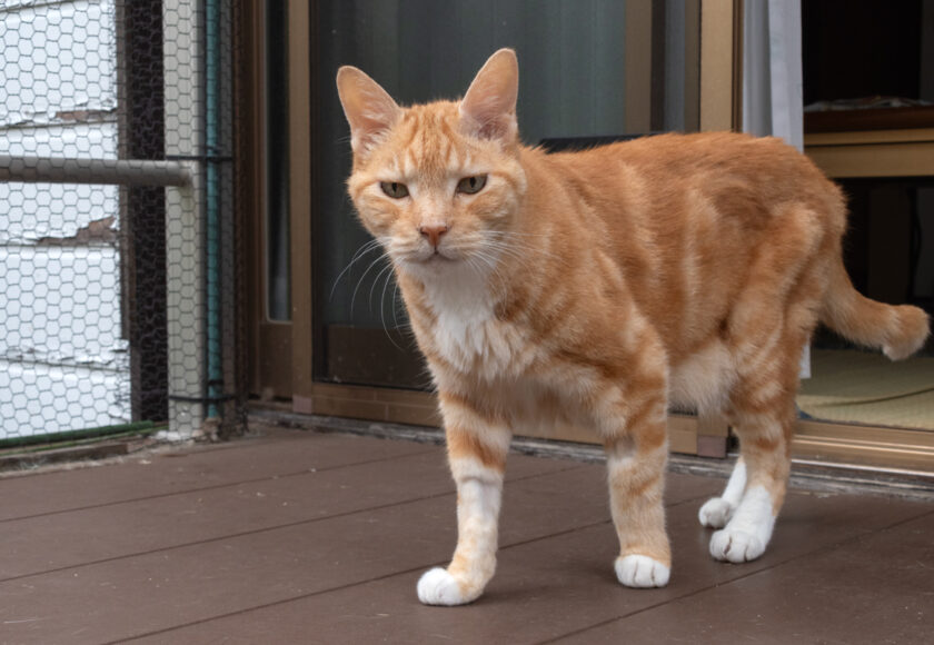 府中市の猫