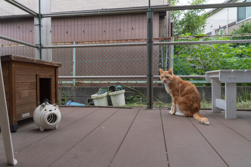 府中市の猫