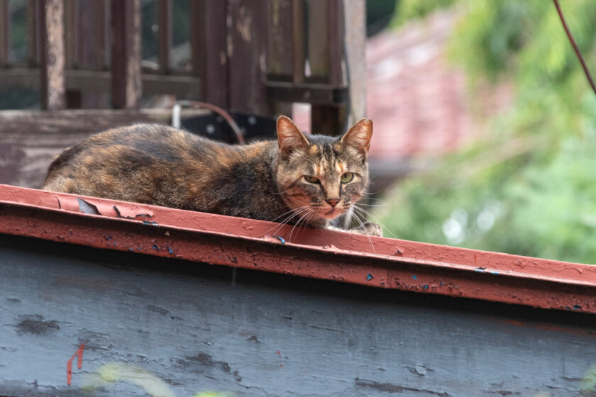 日野市の猫