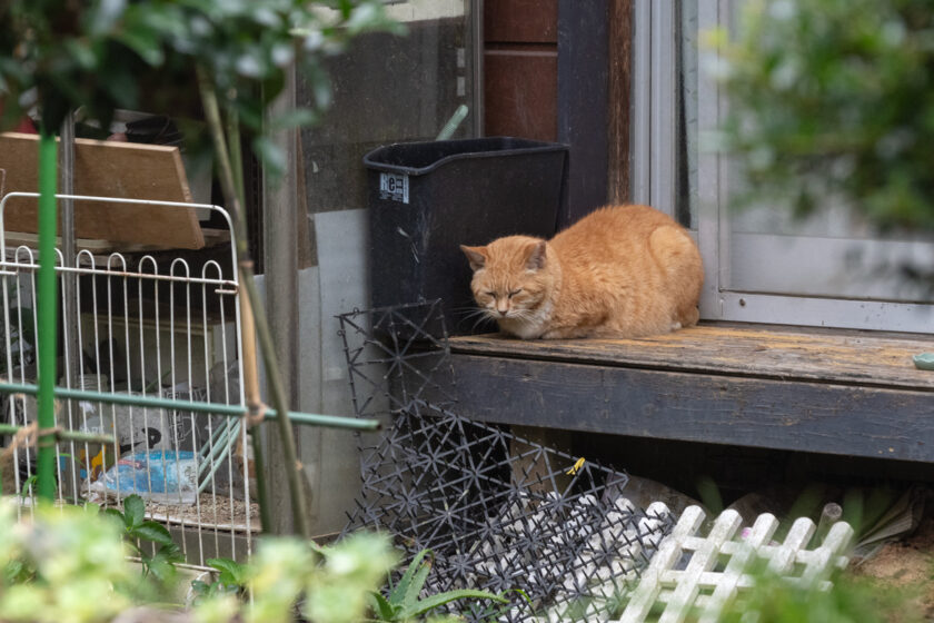 日野市の猫