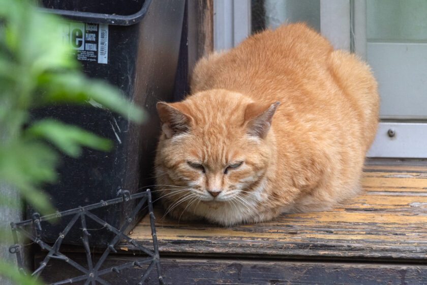 日野市の猫