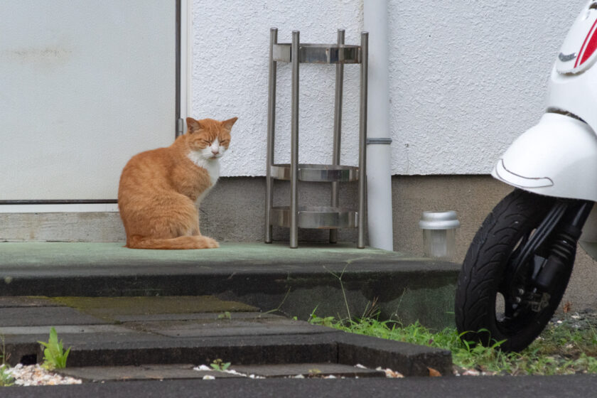 日野市の猫