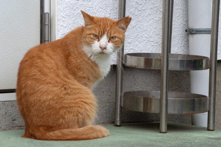 日野市の猫