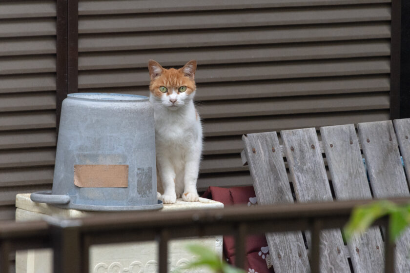 日野市の猫