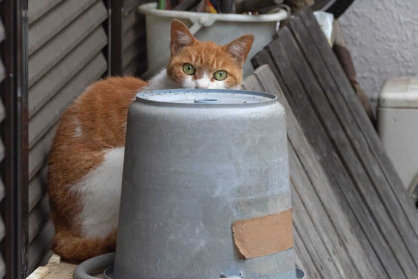 日野市の猫