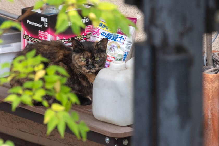 日野市の猫