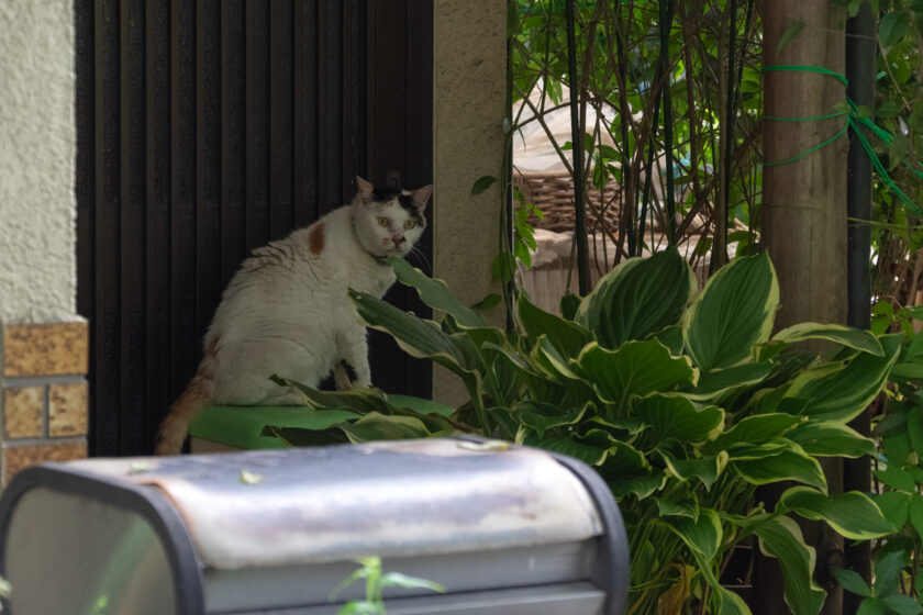 立川市の猫